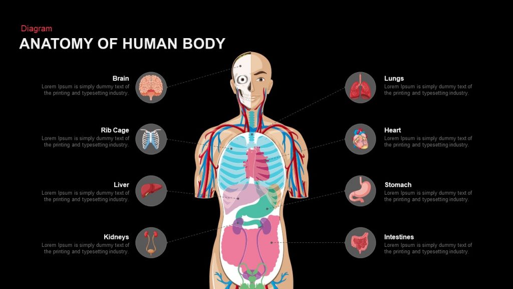 Anatomy Of Human Body PowerPoint and Keynote template ...