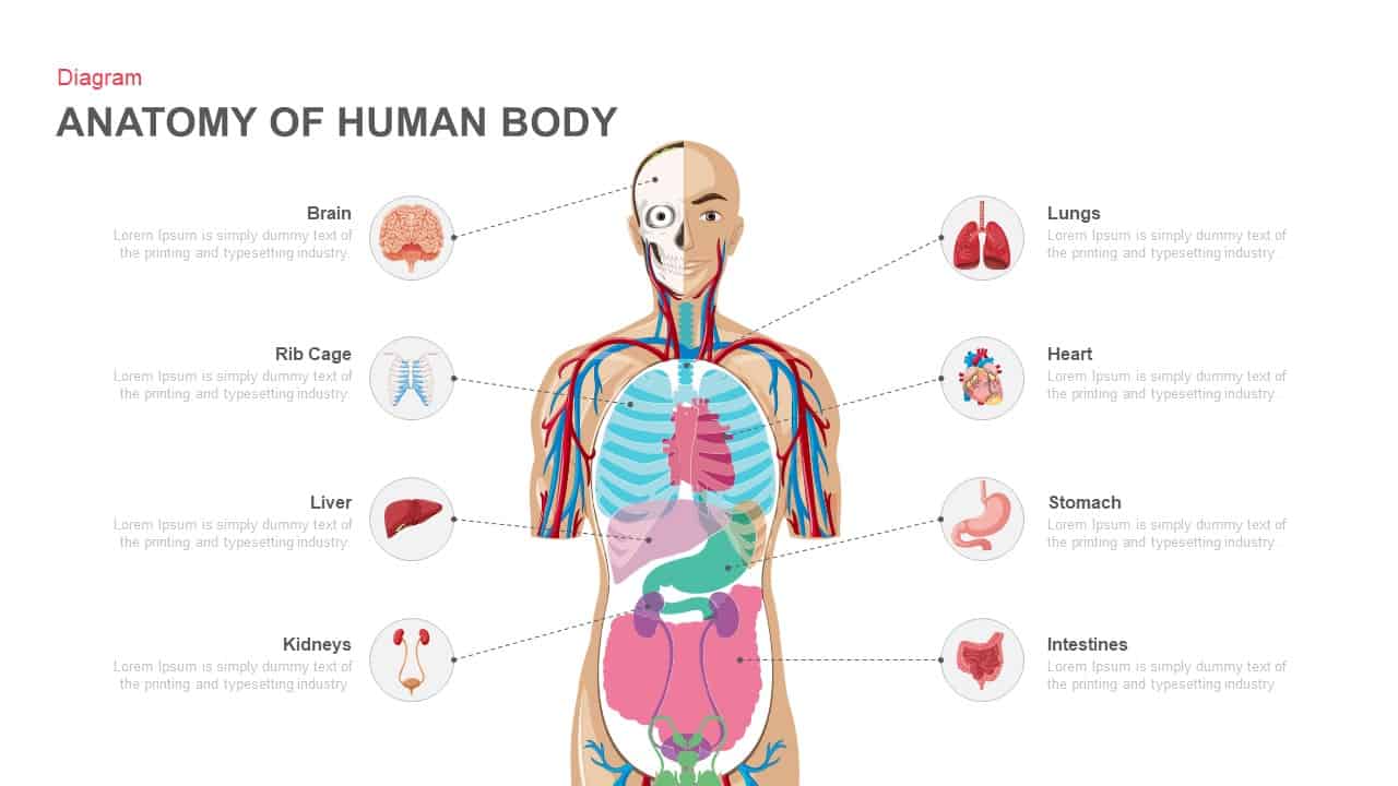 Anatomy Stomach Powerpoint Choice Image - How To Guide And 